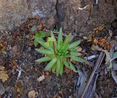 Dudleya candelabrum