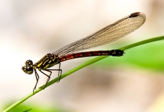 Rhinocypha pagenstecheri timorana