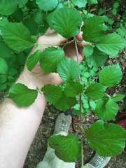 Viburnum rafinesqueanum