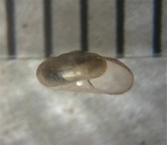 Glyphyalinia wheatleyi