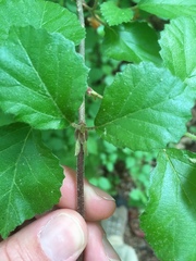 Viburnum rafinesqueanum