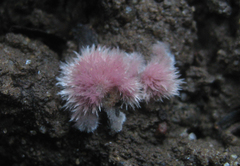 Pachyphlodes
