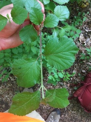 Viburnum rafinesqueanum
