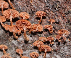Kuehneromyces brunneoalbescens