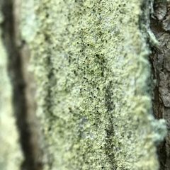 Chaenothecopsis ochroleuca