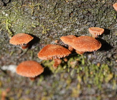 Kuehneromyces brunneoalbescens