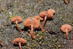 Kuehneromyces brunneoalbescens