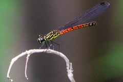 Rhinocypha pagenstecheri timorana