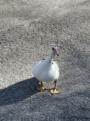 Cairina moschata domestica