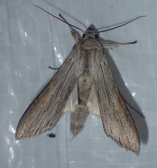 Cucullia umbratica