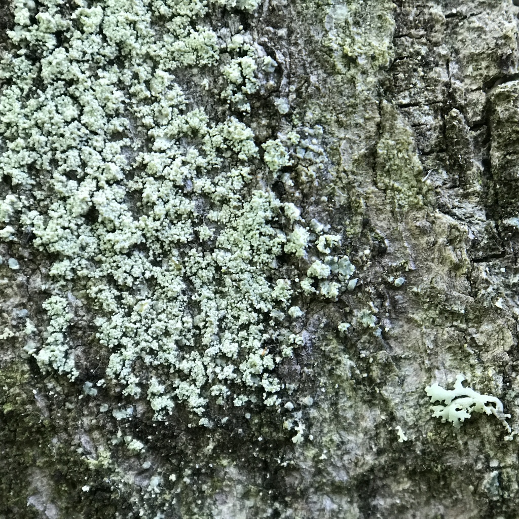 Rinodina subpariata