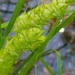 Carex tuckermanii - Photo 由 Erin Faulkner 所上傳的 (c) Erin Faulkner，保留部份權利CC BY-NC
