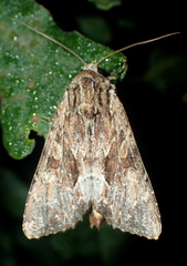 Apamea syriaca