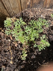 Glandularia chiricahensis