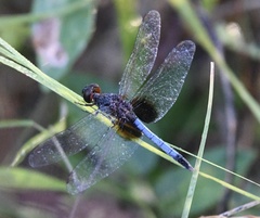 Erythrodiplax justiniana