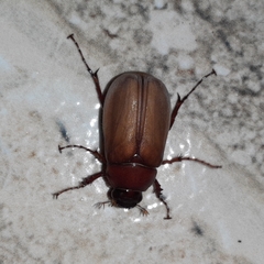 Phyllophaga obsoleta