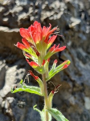 Castilleja martini