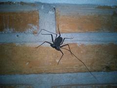 Phrynus garridoi