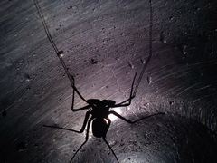 Phrynus garridoi