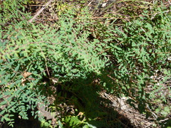 Pellaea andromedifolia