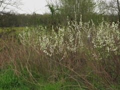 Prunus munsoniana