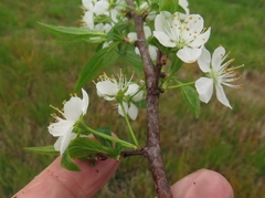 Prunus munsoniana
