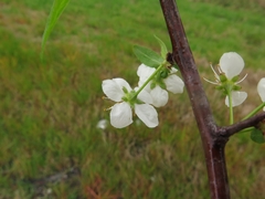 Prunus munsoniana