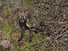 Vulpes vulpes deletrix