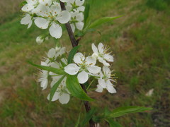 Prunus munsoniana