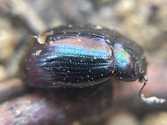 Phaedon purpureus