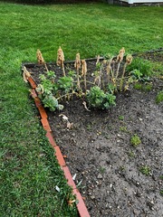 Brassica oleracea italica