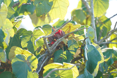 Chiranthodendron