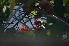 Chiranthodendron