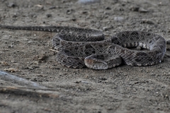 Bothrops asper