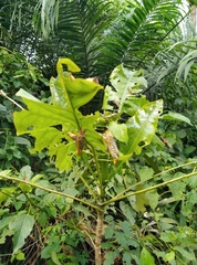 Zonocerus variegatus