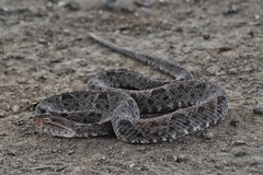 Bothrops asper