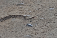 Bothrops asper