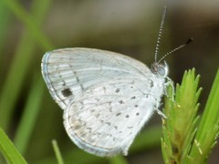 Erina erina erinus