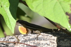 Anolis opalinus