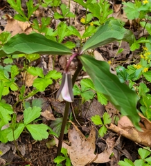 Trillium catesbaei