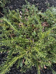 Cephalotaxus
