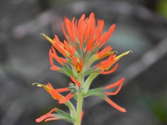 Castilleja subinclusa subinclusa