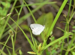Erina erina erinus