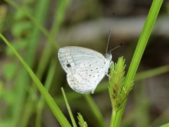 Erina erina erinus