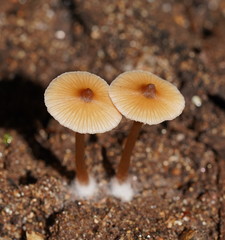 Entoloma aromaticum