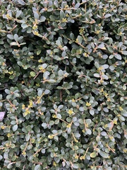 Buxus microphylla