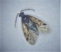 Idiomiris magellanesensis