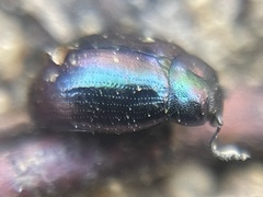Phaedon purpureus