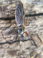 Bibio xanthopus