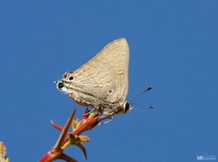 Deudorix livia